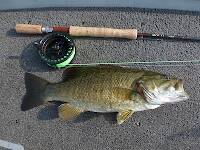 Very strong 16" smallmouth in very good condition with a thick body and just a gorgeous fish.