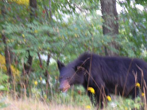 ...and here's bear #2, in Shenandoah National Park on Saturday.  I wonder why bear photos always appear...shaky?