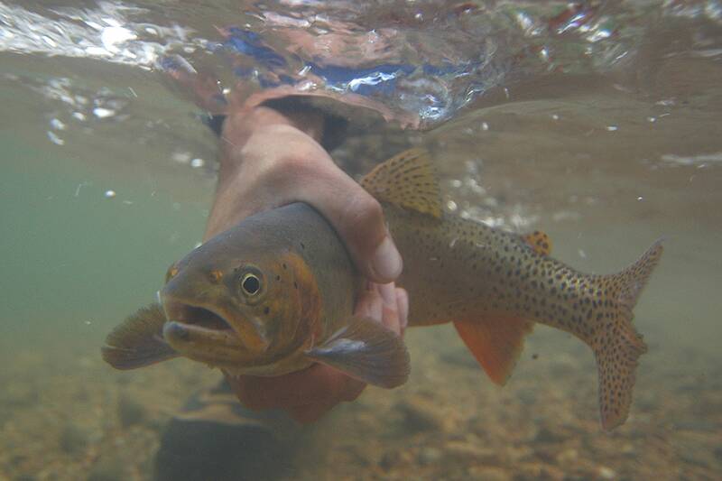 ©2004 Mike Speer 
Underwater Cutthroat caught at Boxwood Gulch Ranch, on the north fork of the South Platte river near Bailey, Colorado. An Ex-streamly clear tail water, great for sub-surface photography.
.