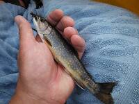 First brookie of 2014