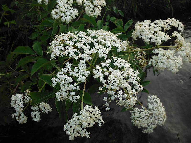 American elderberry (Sambucus canadensis - I know, there's a total disconnect between the common and scientific names...)