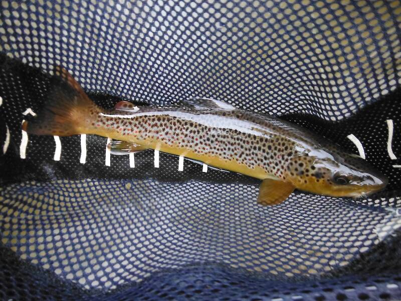 Colorful 14-inch brown on a #12 Light Cahill