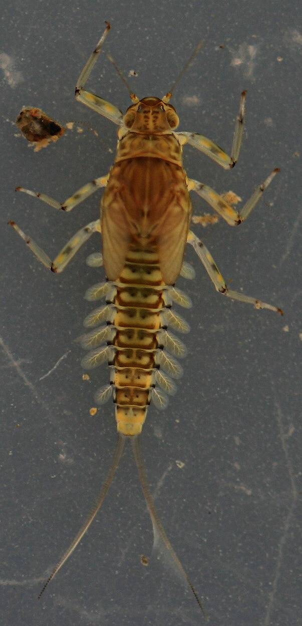 March 28, 2014. Immature female nymph. Live specimen. 7 mm (excluding cerci).