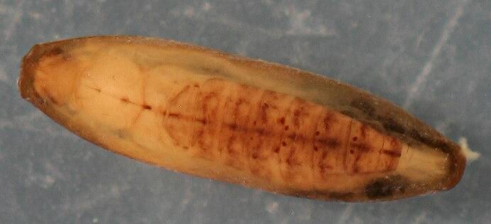 Immature pupa in cocoon. 6 mm. In alcohol. Collected March 29, 2013.