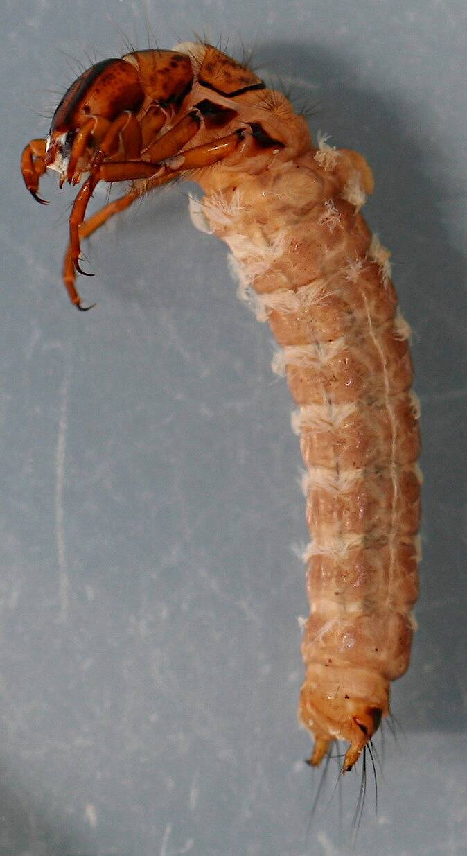 Nerophilus californicus. Larva 11 mm. Collected April 11, 2008. In alcohol.