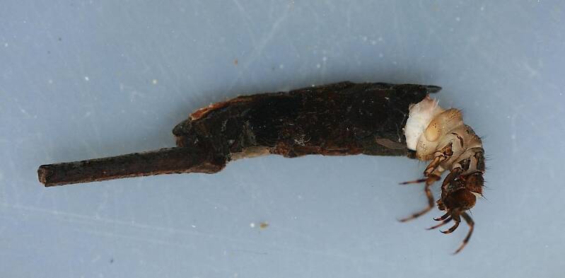Mature larval case. 23 mm. (not including trailing stick). In alcohol.