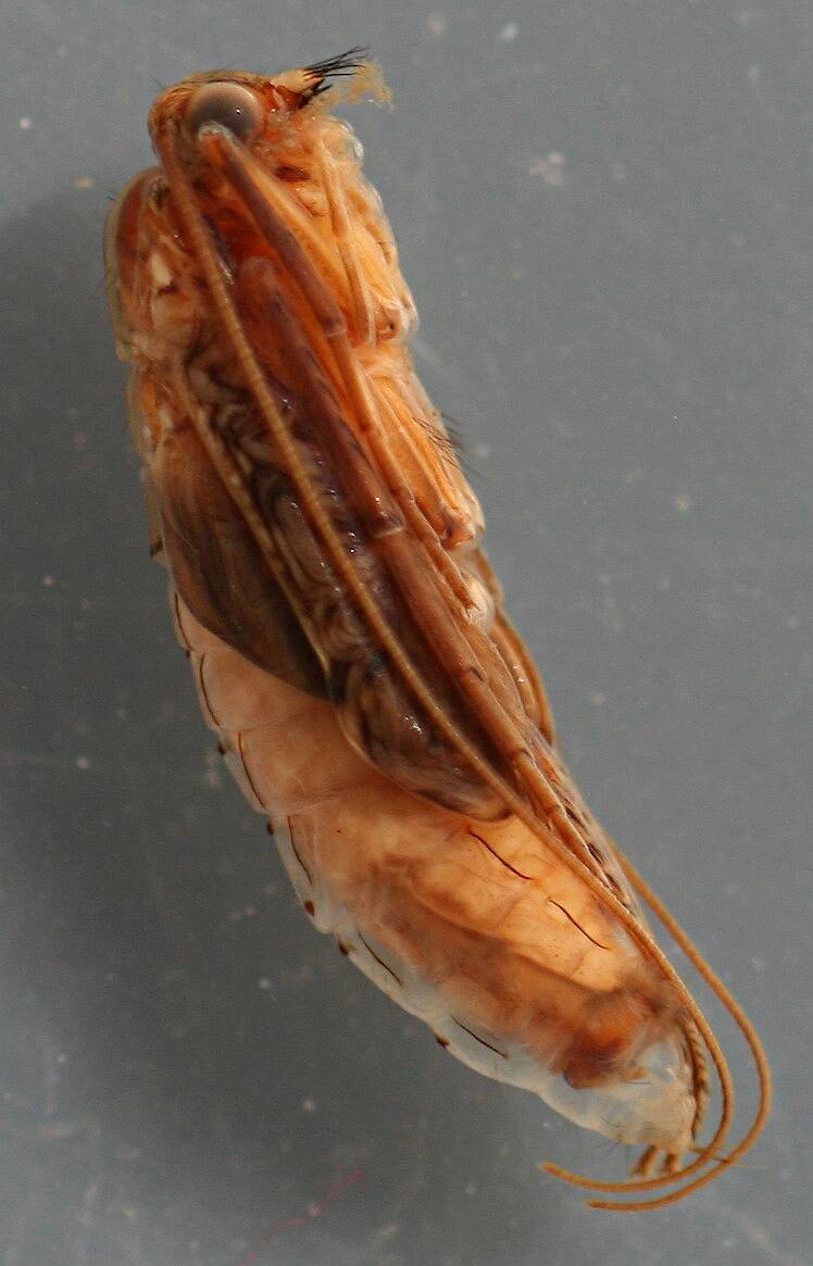 Mature pupa. 11 mm. Collected August 25, 2007.