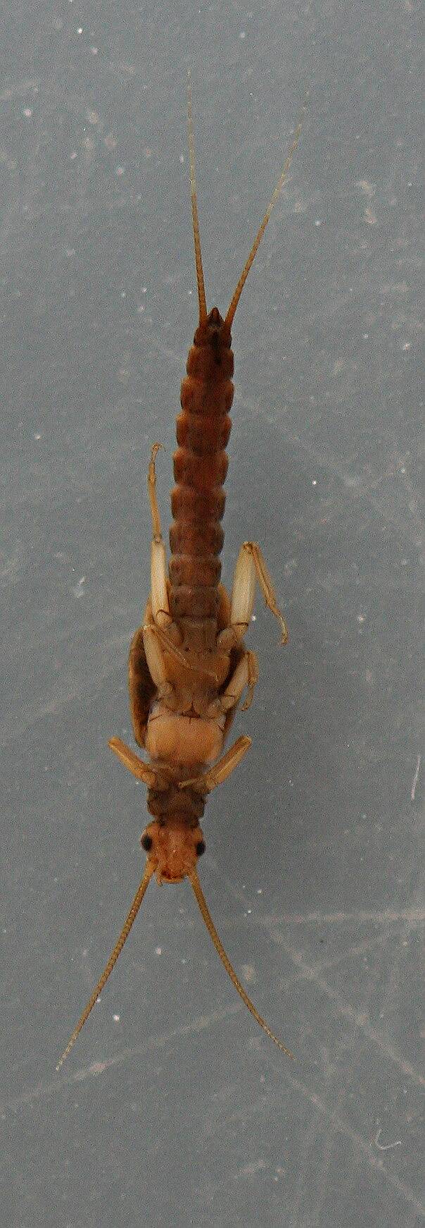 Male. 6 mm.