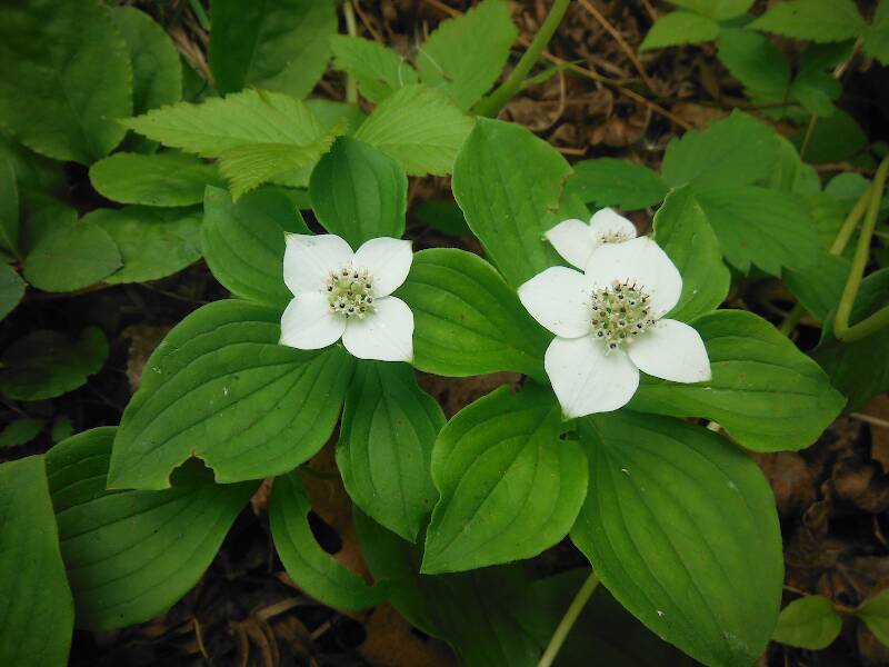 Dwarf dogwood on the way to the Rifle River
