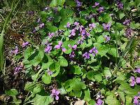 Beautiful violets on the way to the Pond