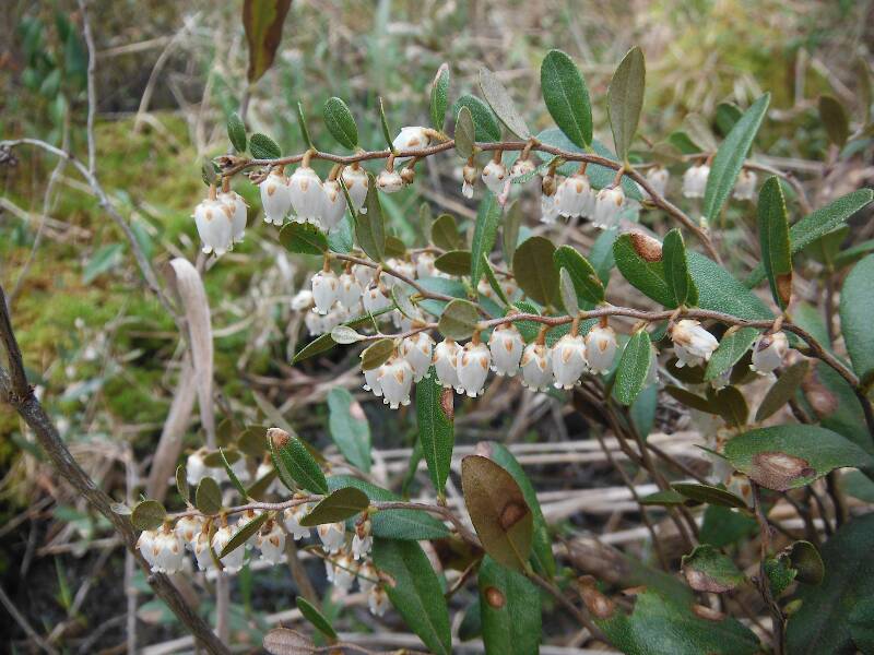 Leatherleaf (Chamedaphne calyculata) blooming in a nearby boggy spot
