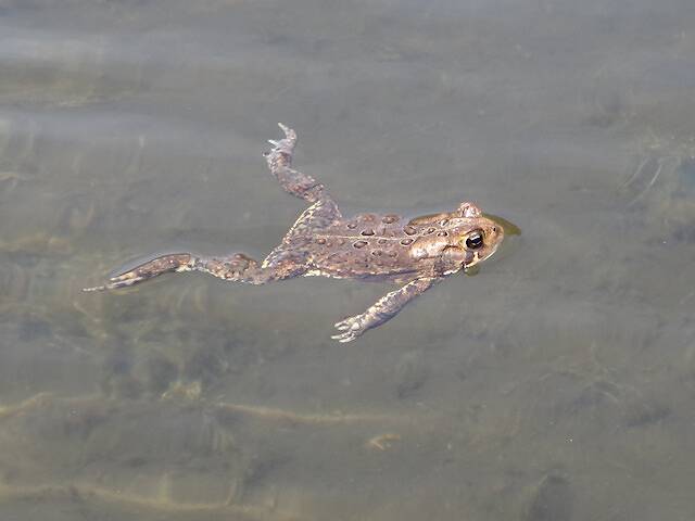 Our constant companions, good old Bufo americanus...Todd said, "I didn't know toads could swim!"
