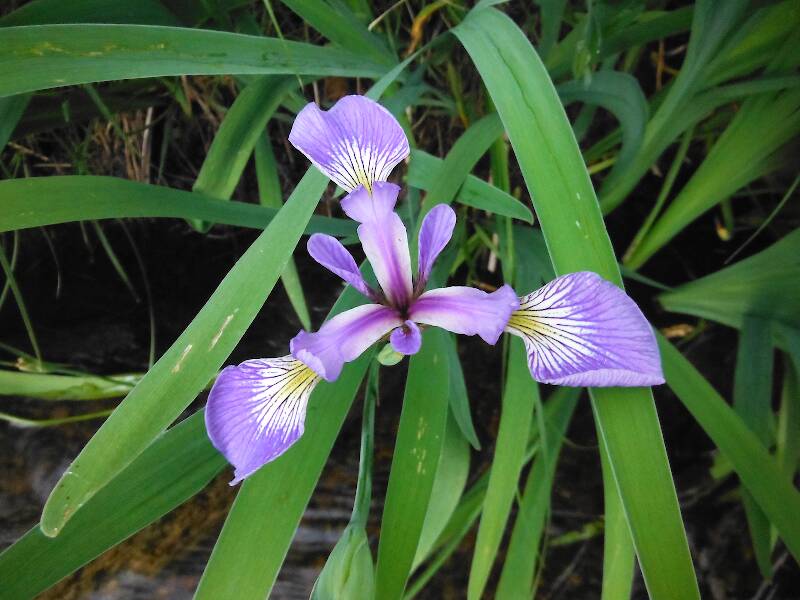 Gorgeous iris