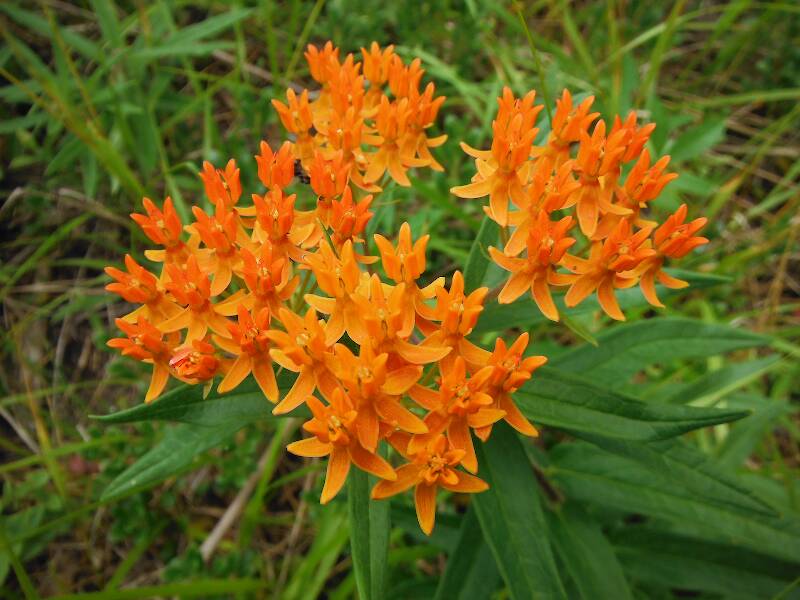 Butterflyweed (Asclepias tuberosa) - the only milkweed without milky sap!