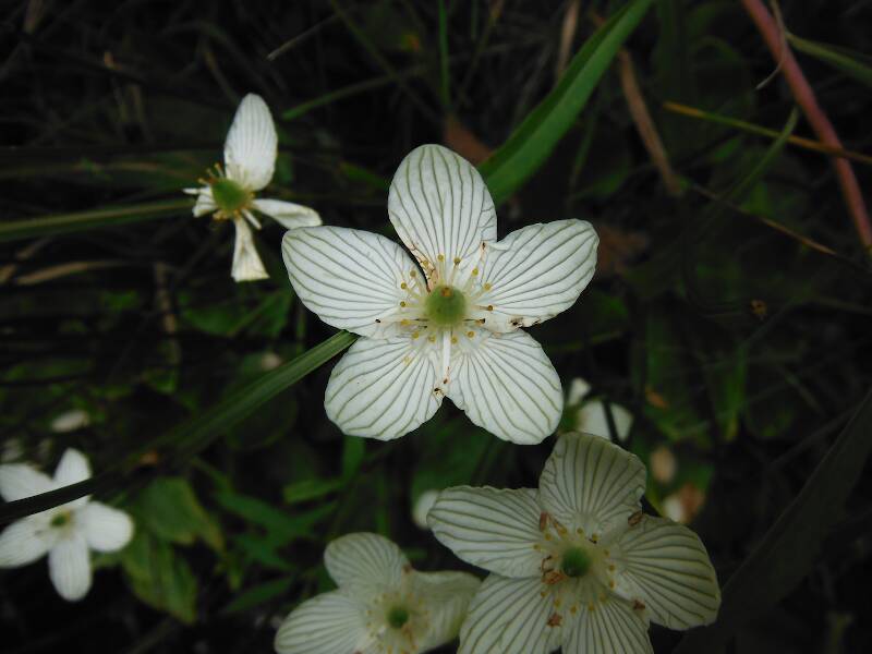 Grass-of-Parnassius (Parnassia glauca) was all over the banks
