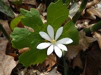 Last of the bloodroot (Sanguinaria canadensis), this bloomed a month ago downstate!