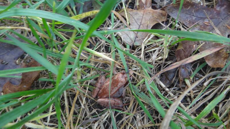 Wood frog near the Pine