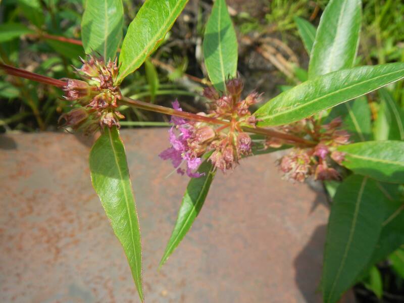 Close-up of whorled loosestrife flowers