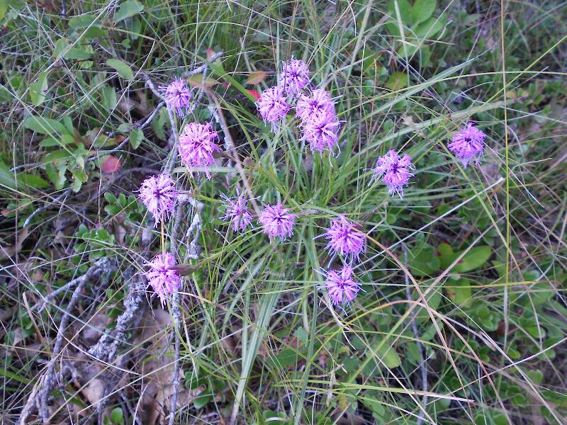 Blazing-stars blooming in the prairie, in an area that has since been burned