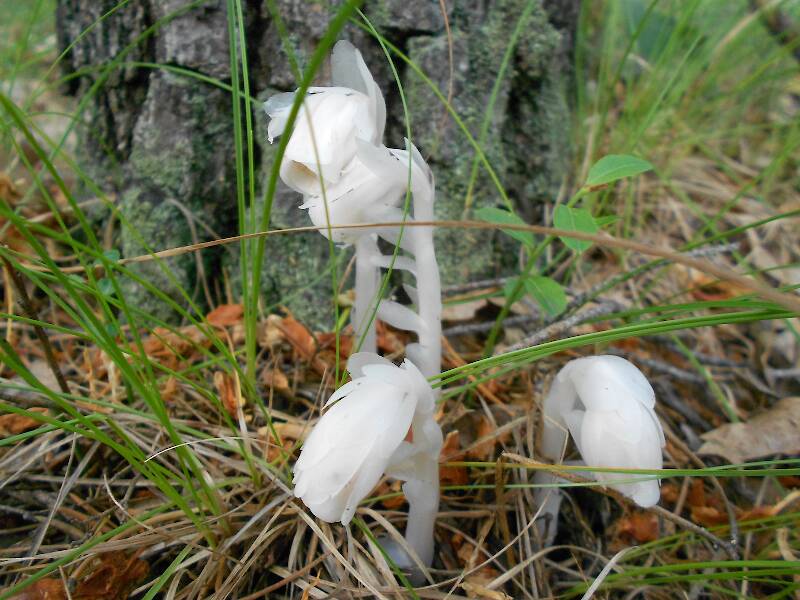 Not an orchid but just as beautiful, Indian-pipe coming up under jack pines