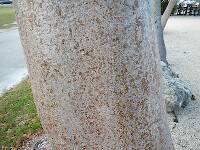 Close up of the bark...these trees can get 60 feet tall and stand up to hurricanes!
