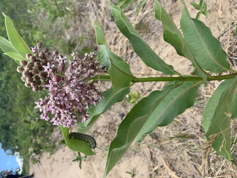 Milkweed with monarch caterpillar! on the hike into the Canyon