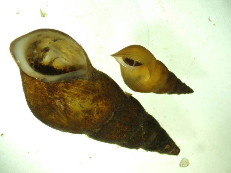 Goniobasis snails were extremely common in some samples (one had 376!)