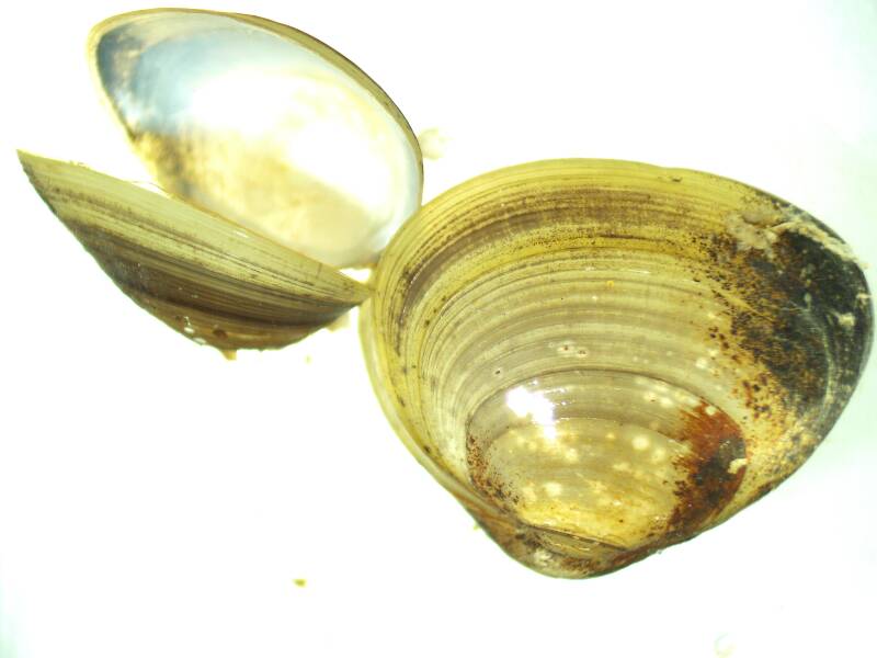Clams too!  Psidium, a.k.a. pill clams