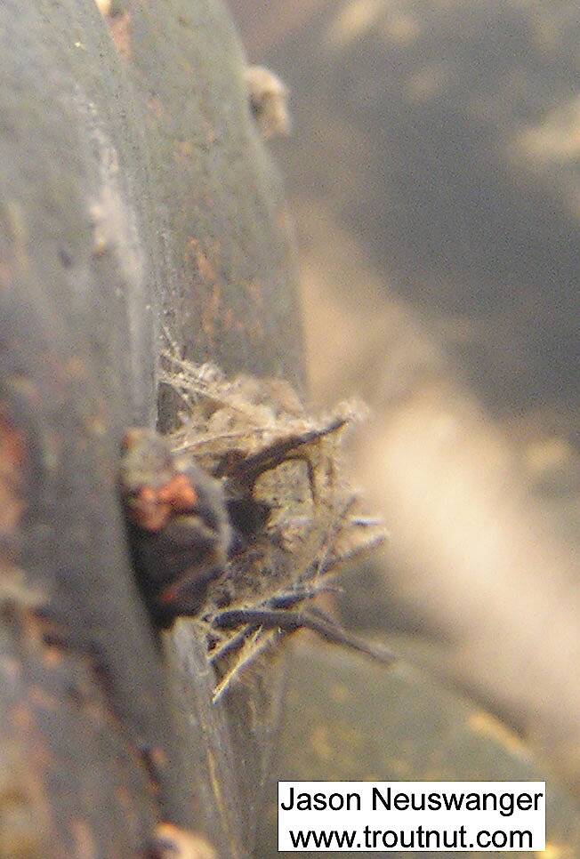 Here's a view through the stationary den of a type of netspinning caddisfly larva.