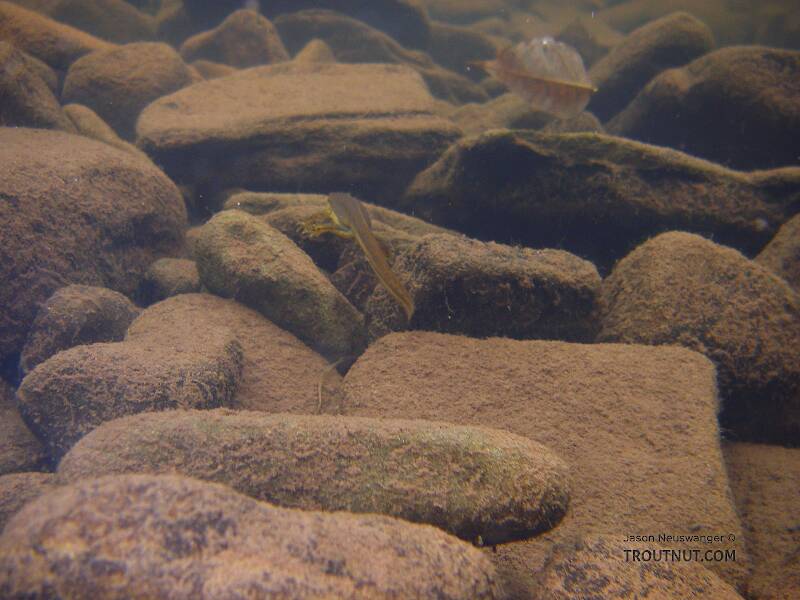 I tried to photograph this salamander but it kept scurrying away from the camera.  The rocks in this little backwater are covered with a thin layer of very easily disturbed silt, so anywhere I followed it I didn't have much time to photograph before the water was too turbid for a good shot.  This is the best I got.

From the East Branch of Trout Brook in New York