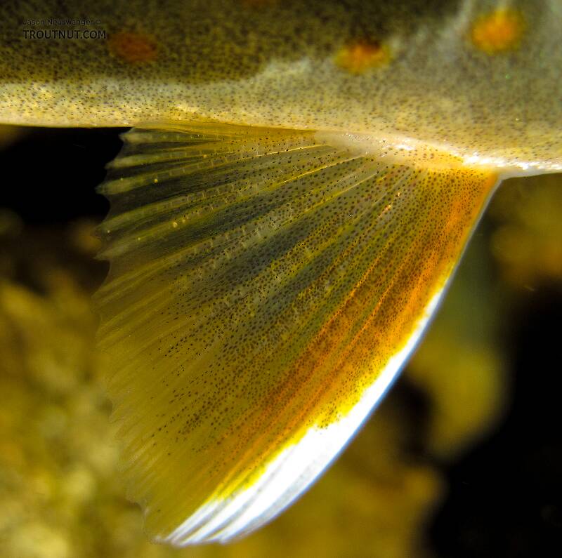 Closeup of the pectoral fin of this dwarf dolly varden.

From Mystery Creek # 170 in Alaska