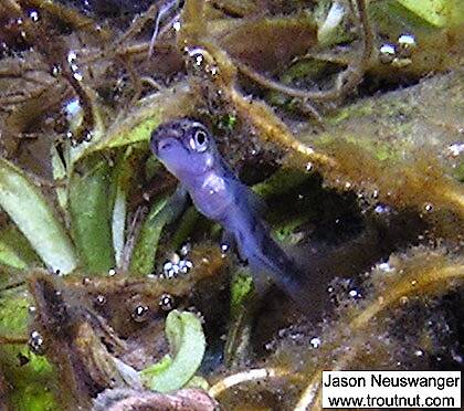 This tiny brook trout fry lived in a crystal clear nursery area where a large spring flows straight from the ground.

From the Mystery Creek # 19 in Wisconsin