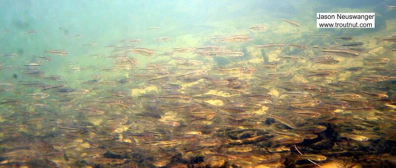A huge school of creek chubs and common shiners rushes past me.