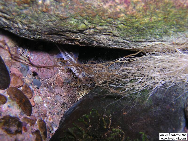 A small creek chub hides behind a rock under a cut bank.