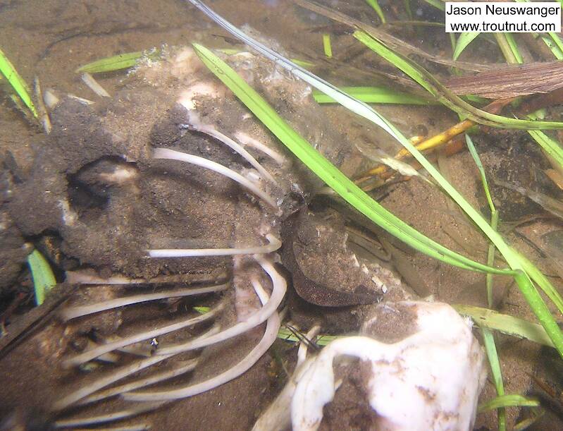 Here's the skeleton from some small mammal whose grave was a trout stream.