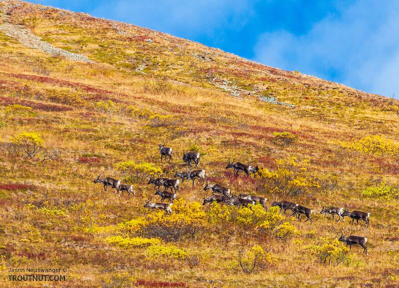 Caribou herd running away up the mountain. A band of caribou runs up a steep tundra ridge in the Clearwater Mountains in the Alaska Range