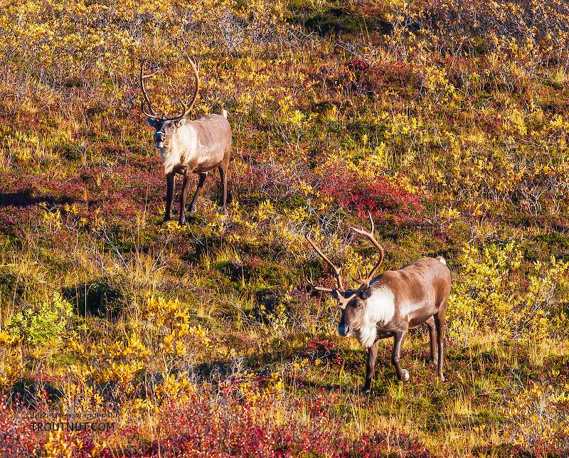 Two bull caribou on the fall tundra. Bull caribou from the Nelchina herd in the Clearwater Mountains in Alaska
