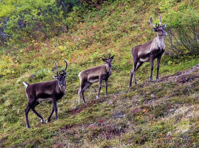 Three caribou that approached close to camp in the morning