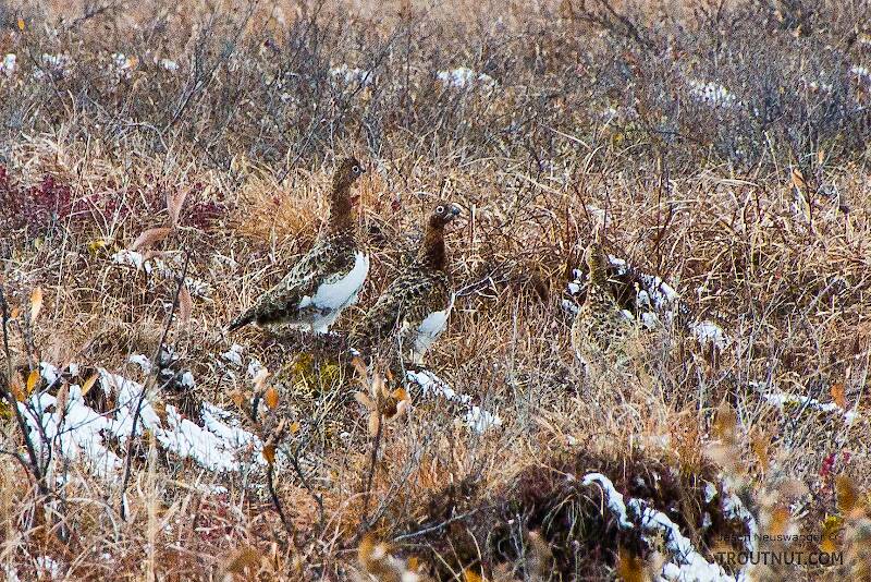 I saw many willow ptarmigan on this trip