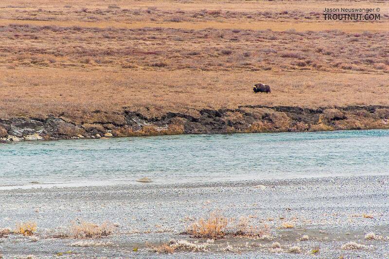 Big lone musk ox across the river