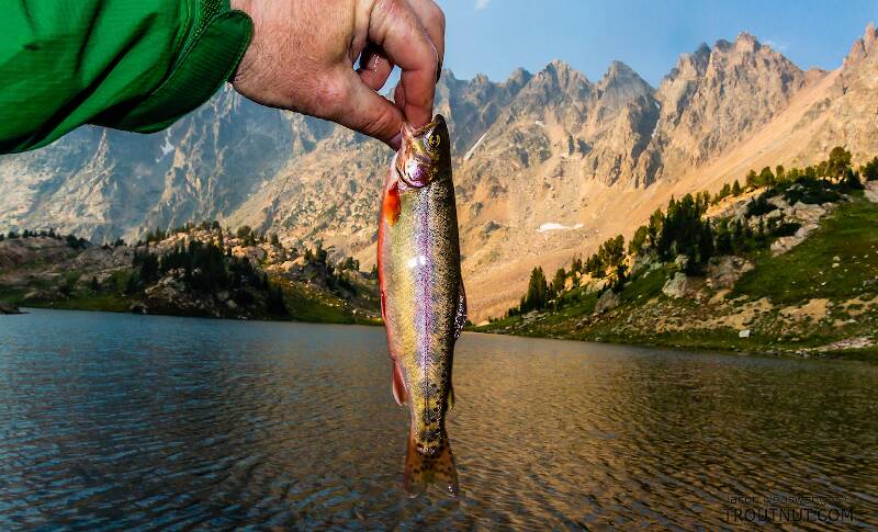 Golden trout from Incisor Lake