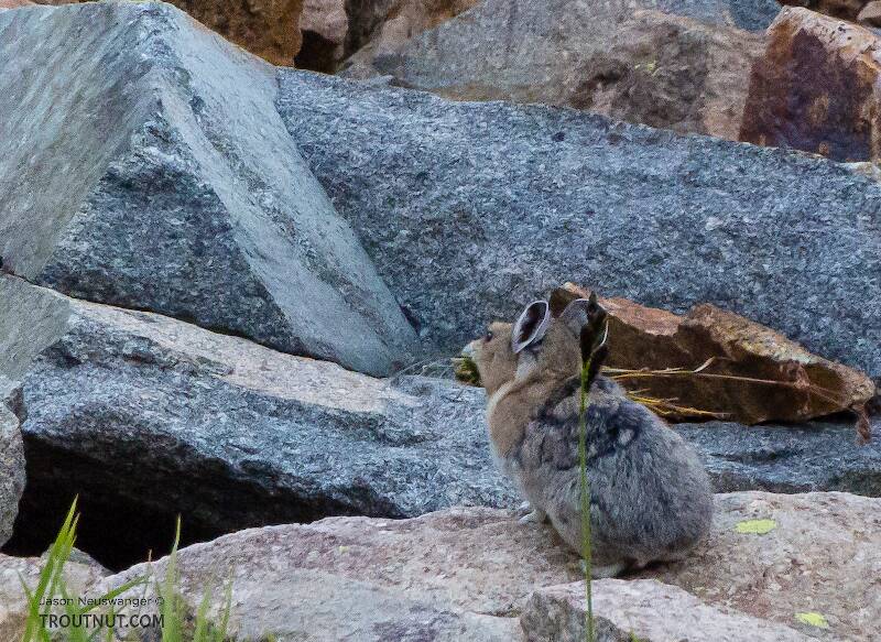 Little pika carrying grass to its nest.