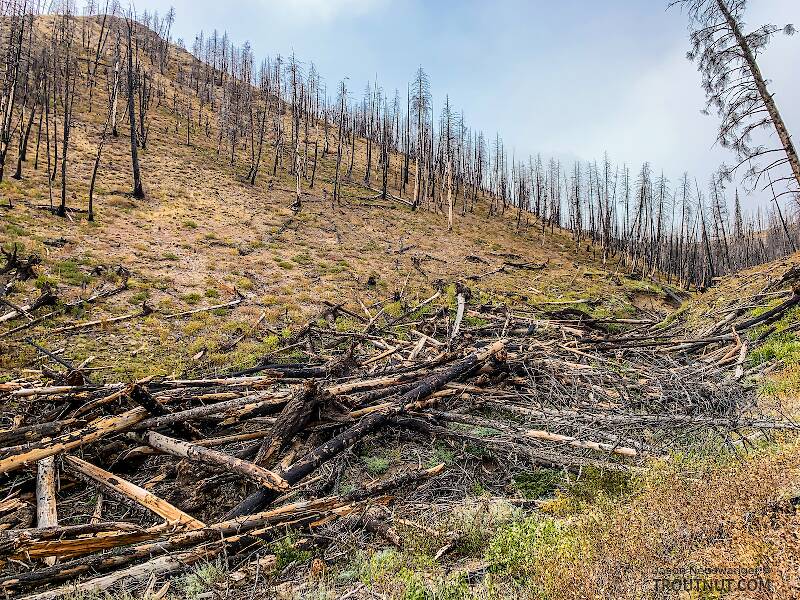 An impressive display of the forces of nature: the fire killed these trees, and an avalanche knocked them all down into the gully.