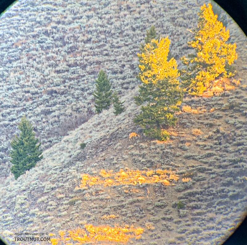 You can see the right antler lit up on this little buck, viewed from about 600 yards away across a steep valley.