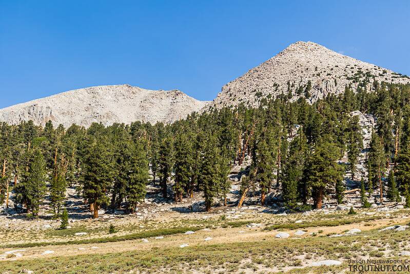 Foxtail pines below Cirque Peak