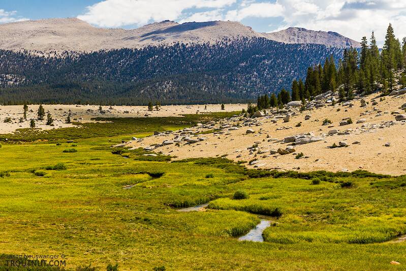 Golden Trout Creek, known long ago as Volcano Creek, winds through a series of enticing bends in Big Whitney Meadow.