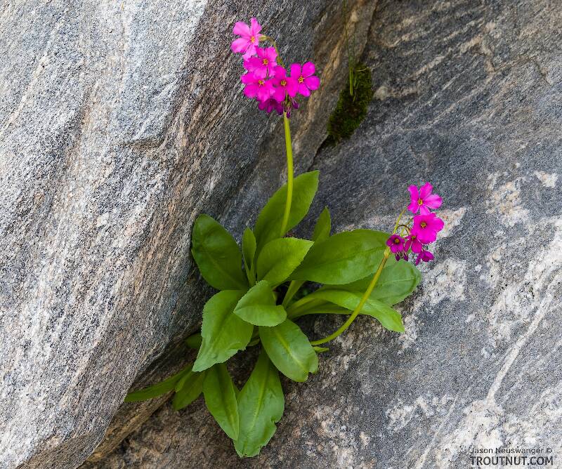This Parry's Primrose was growing out of a crack in a boulder wall overhanging a snowdrift that still hadn't melted by late July.