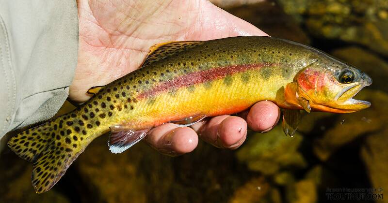 Characteristically beautiful wild-born Golden Trout from an unnamed tarn high in the Rocky Mountains.