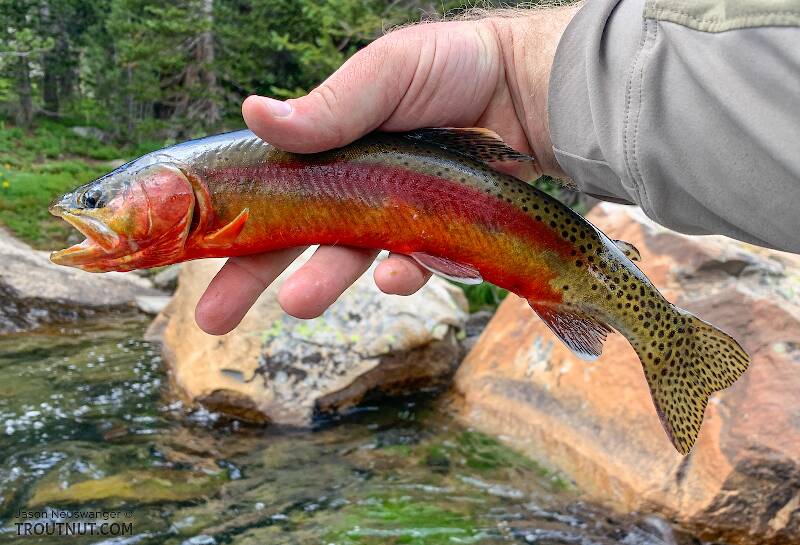 This Golden Trout was probably the most vivid fish I've ever caught.