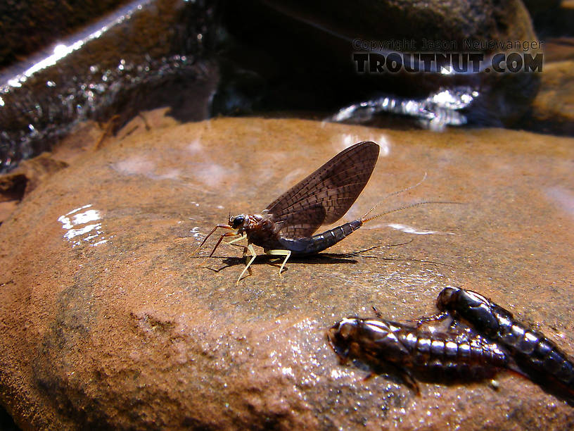 I saw something strange flying around near the streambank, fluttering on and off the water's surface, so I went to check it out.  I didn't recognize the wing profile in flight, and it's no surprise!  These two caddisflies were joined mating, and they were very reluctant to let go.